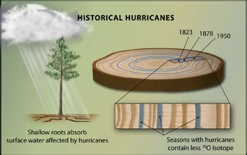 Tree Rings Provide a 200-Year-Old Hurricane Record | NSF - National Science Foundation