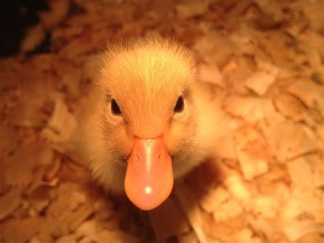 Pre-Order Pekin Ducklings or duck eggs for hatching or eating!