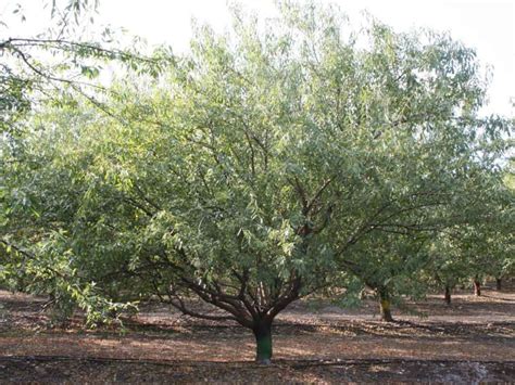 How Much Pruning is Necessary in Mature Almonds? | West Coast Nut