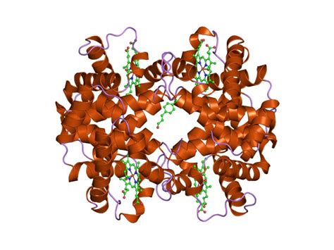 Protein classification - Tuscany Diet