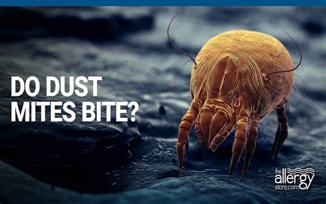 Do Dust Mites Bite? | Not only do they not bite, they can’t bite.