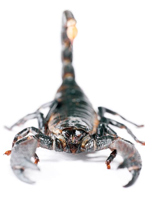 scorpion, stinger, isolated, poisonous, claw, one, living, invertebrate ...