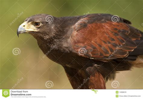 Golden Eagle - Scotland stock photo. Image of golden - 14988878