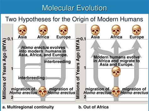 PPT - Evolution PowerPoint Presentation, free download - ID:590523