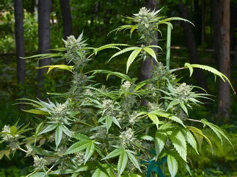 Mid-Summer Outdoor Marijuana Grow Guide