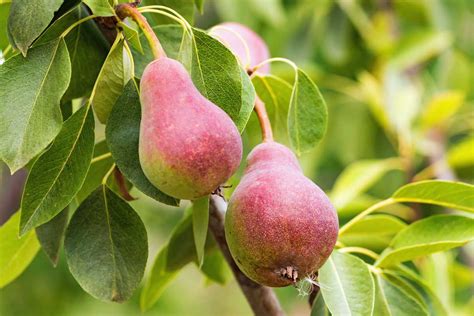 Red Pear Harvest - campestre.al.gov.br