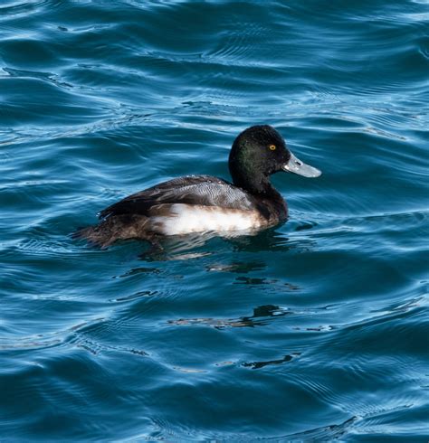 Identification of 9 Diving Duck Species: A Photographic Guide | Miles Hearn