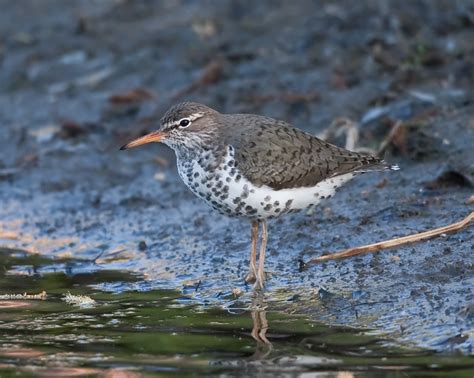 Spotted Sandpiper : Minnesota Breeding Bird Atlas