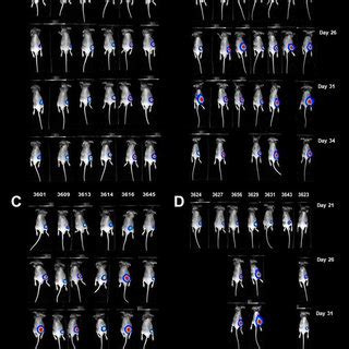 Bioluminescence imaging of tumor-bearing mice received the control ...