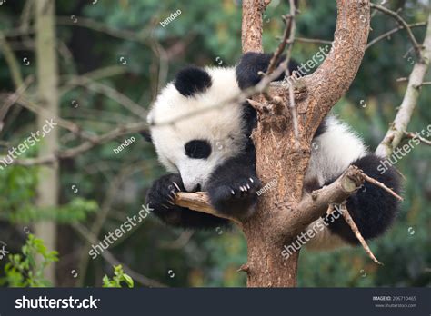 Cute Baby Panda Sleeping Tree Stock Photo 206710465 | Shutterstock