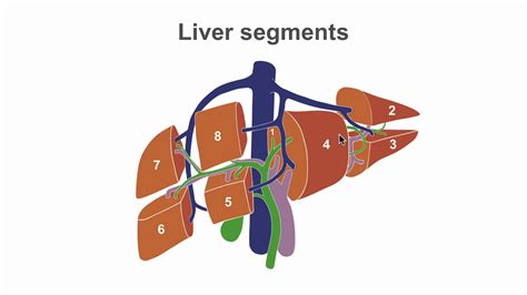 Liver Anatomy Segments