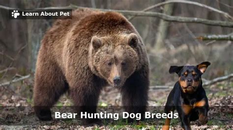 Bear Hunting Dog Breeds : 9 Best Breeds To Keep Bears Away