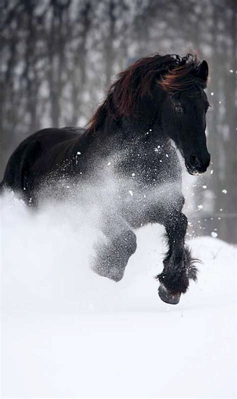 Pin by mozzodino on Animals in the snow | Horses in snow, Horses ...