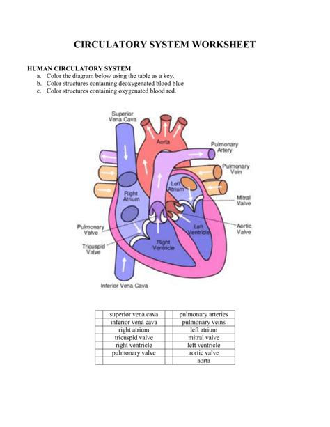 Circulatory System Labeling Worksheet