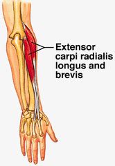 massage for dumbies : Muscles of the arm and hand- origins, insertions ...