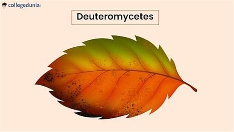 Deuteromycetes: Definition, Reproduction, Characteristics and Classification