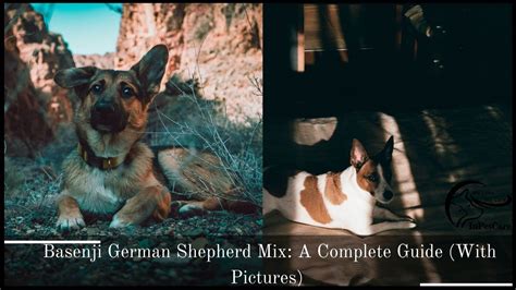 Basenji German Shepherd Mix: A Complete Guide (With Pictures)