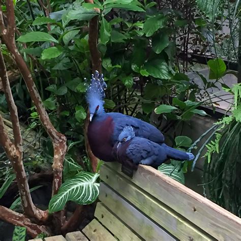 NC Zoo permanently closing its aviary | WAVY.com