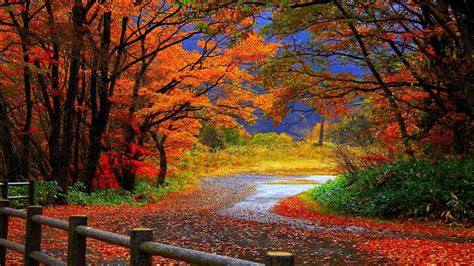 Fall Scenes Wallpapers - Top Free Fall Scenes Backgrounds - WallpaperAccess