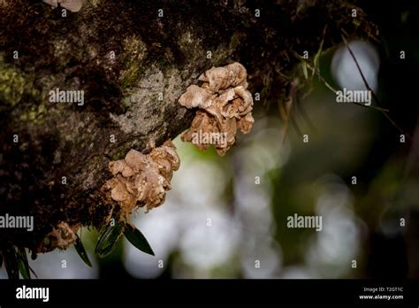 Flowers and plants from Panamas rain forest Stock Photo - Alamy