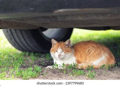 Beautiful Orange Tabby Cat Sleeping On Stock Photo 1403708711 ...