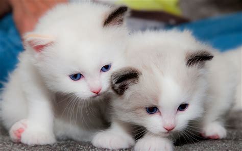 Download wallpapers small white kittens, cute animals, cute cats, pets ...