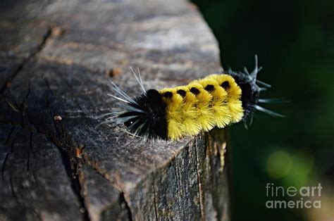 Spotted Tussock Moth Caterpillar Photograph by Sharon L Stacy - Fine Art America