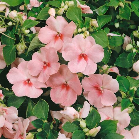 Impatiens Seed - Impatiens Walleriana Baby Pink Flower Seeds