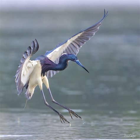 A Tricolored Heron in Beautiful in breeding plumage comin… | Flickr