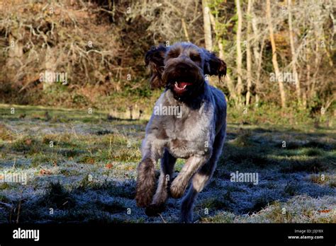 dog running through field Stock Photo - Alamy