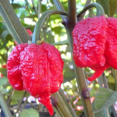 Carolina Reaper Pepper | Magic Plant Farms