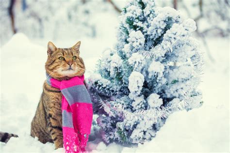 Cold Weather Cats: Breeds That Do Well In The Cold (And Those That Don’t) - CatGazette