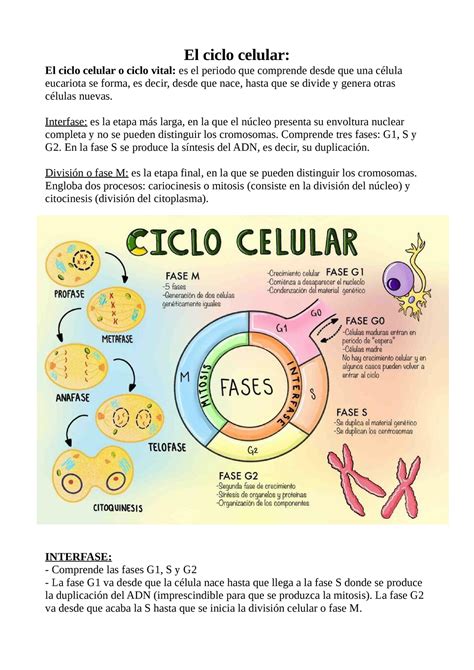 El ciclo celular, la mitosis - El ciclo celular: El ciclo celular o ciclo vital: es el periodo ...