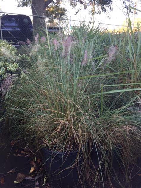 Muhly Grass | Liberty Landscape Supply