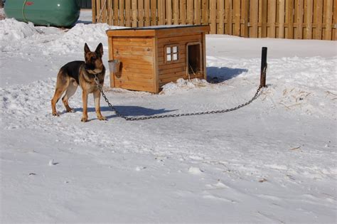 Protection Dog : Chain or Kennel ? - CC Protection Dogs