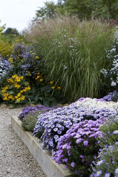 Gardening 101: Aster - Gardenista | Plants, Gardening 101, Planting flowers