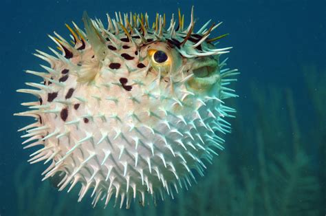 Blowfish - Wild Animals News & Facts