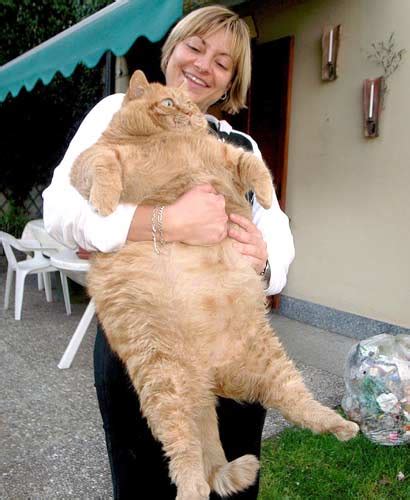 30 Funny Examples Of Fat Animals