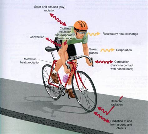 Thermoregulation during exercise: Heat production & dissipation • Bodybuilding Wizard