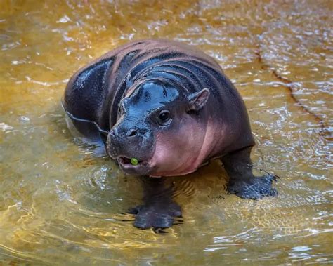 Pygmy Hippo: 16 Fun Facts About This Dwarf Species