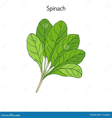 Hand drawn Spinach leaves stock vector. Illustration of natural - 83251788