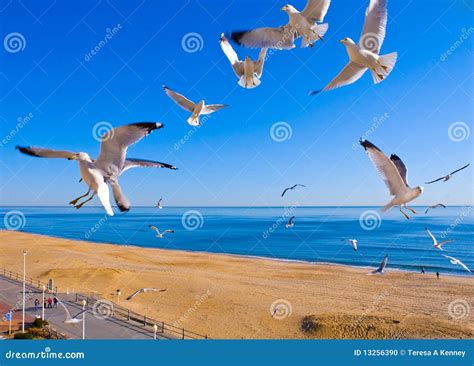 Seagulls Flying At Beach Stock Photo - Image: 13256390