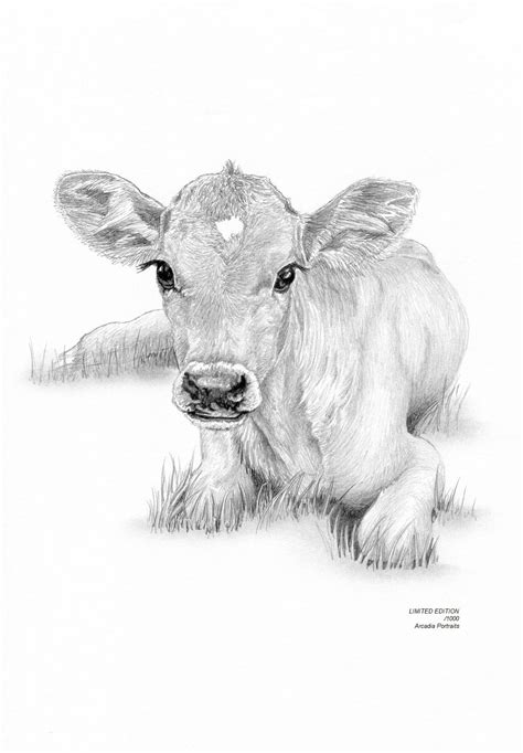 Cow Calf Drawing