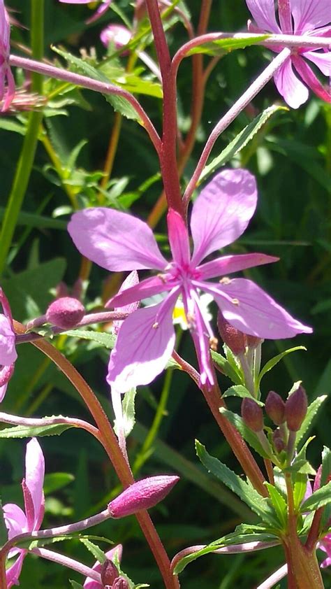 Pin by Yael Parnes on The Flowers of Georgia | Plants, Flowers