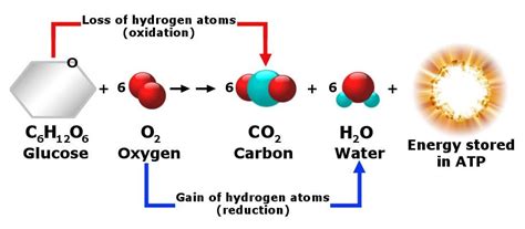 How Do We Produce CO2? Why Do We Exhale Carbon Dioxide?