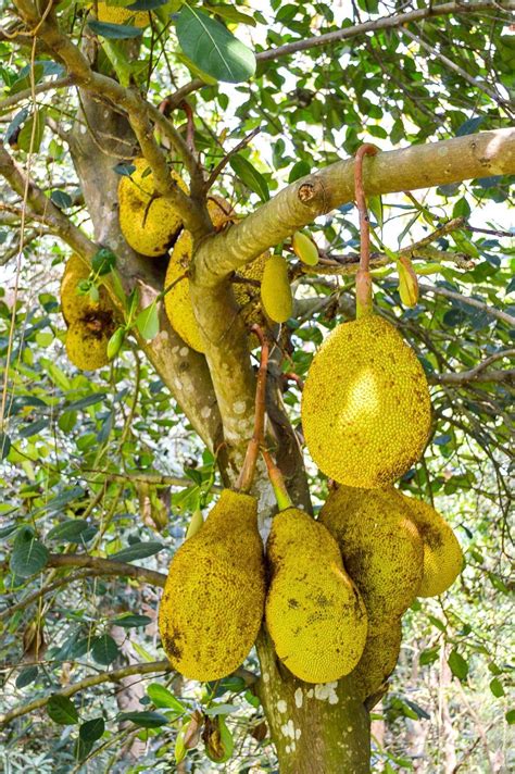 Jackfruit Care - How To Grow Jackfruit Trees | Gardening Know How