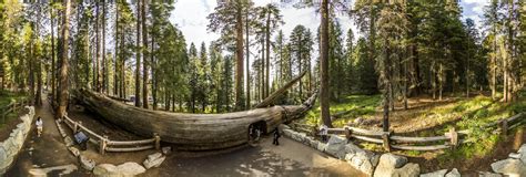 Tunnel Log in Sequoia National Park 360 Panorama | 360Cities