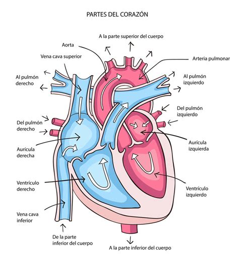 Partes del corazón (con dibujo) y sus funciones