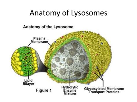 Lysosomes and peroxisomes