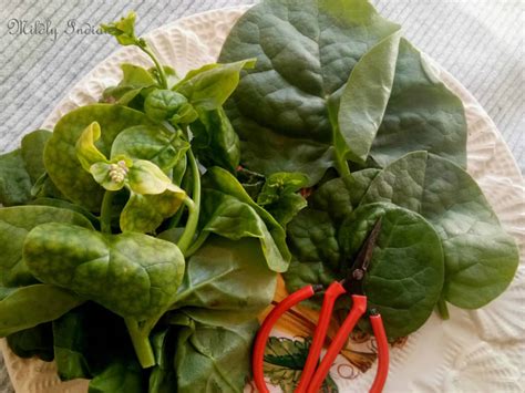 Basale gassi- Malabar spinach curry from coastal Karnataka – Mildly Indian